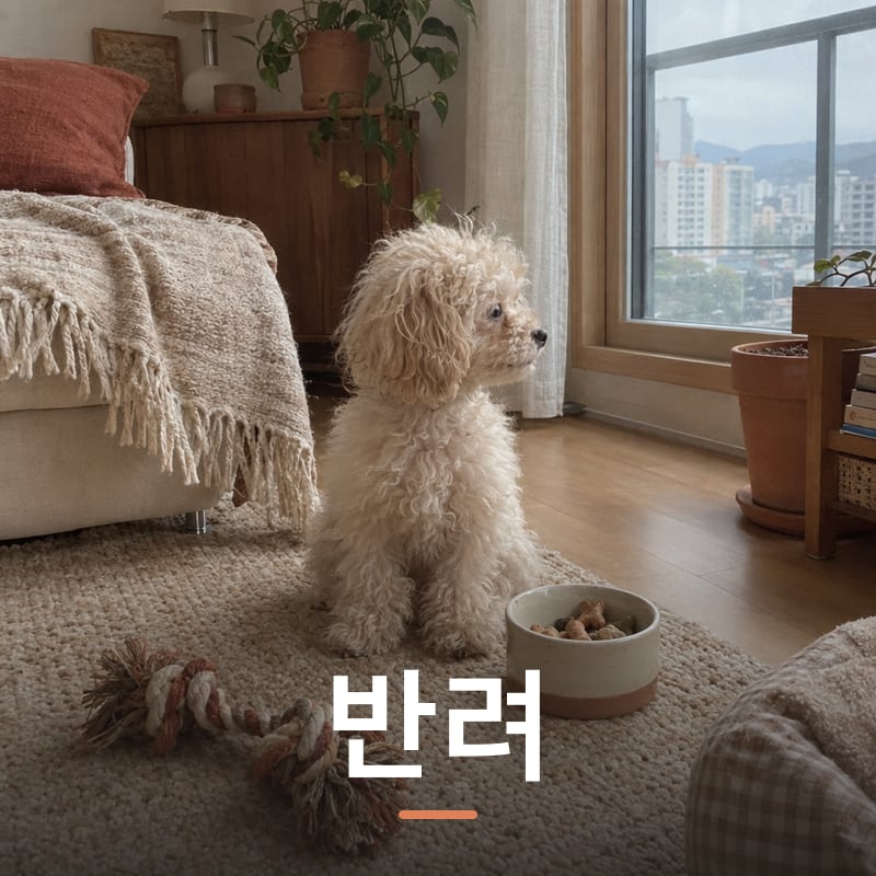 반려 체험단