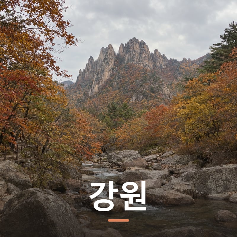 강원 디지털 체험단