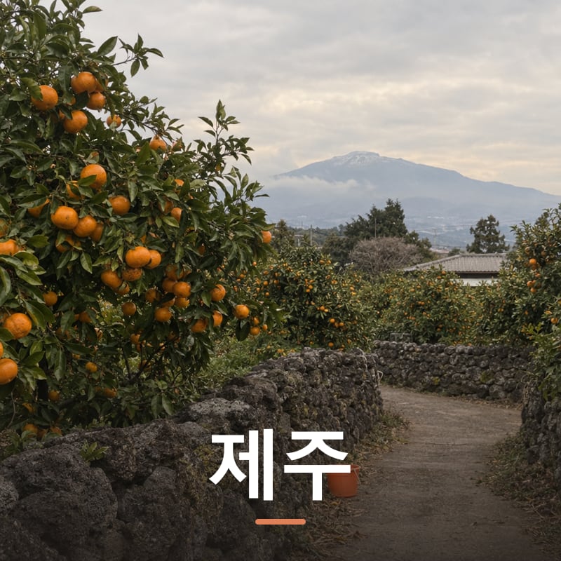 제주 디지털 체험단